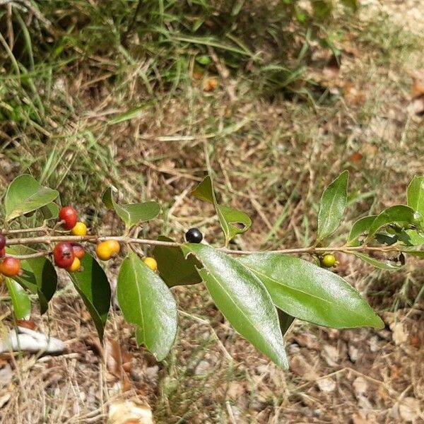 Eugenia monticola Fruchs