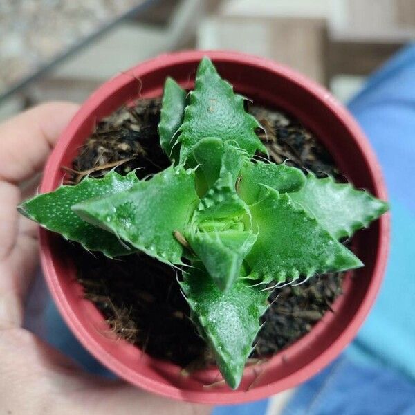 Faucaria tigrina برگ