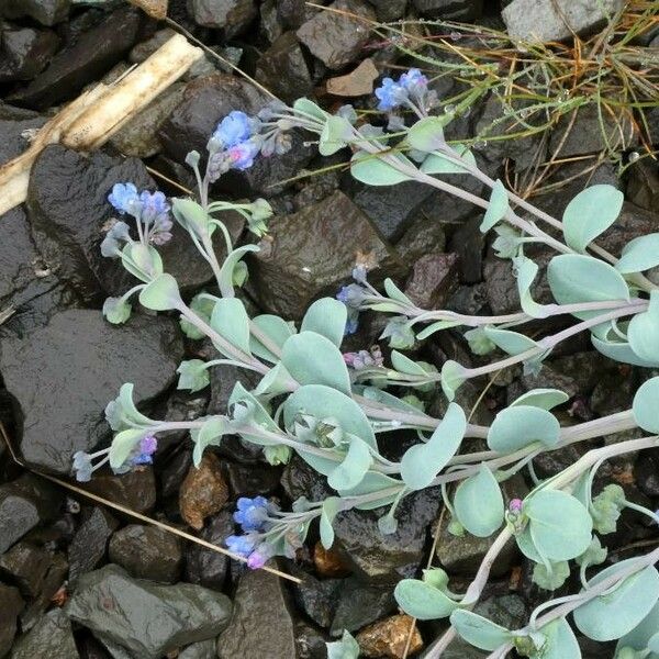 Mertensia maritima Flower