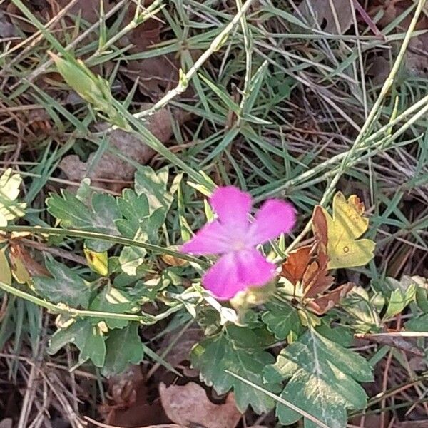 Dianthus scaber 花