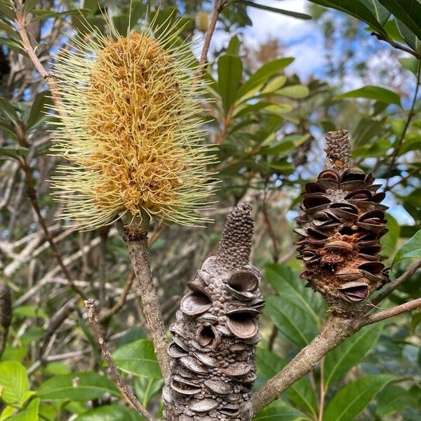 Banksia integrifolia Λουλούδι