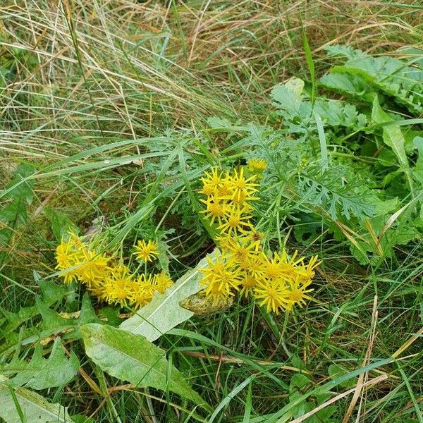 Jacobaea erucifolia Flor