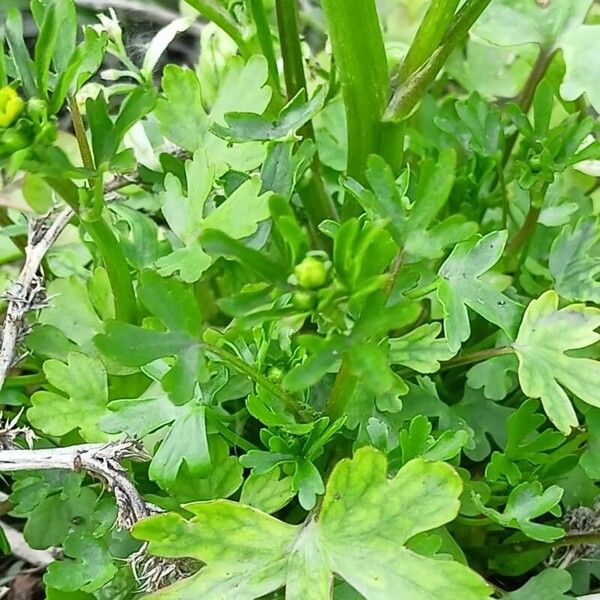 Ranunculus sceleratus Liść