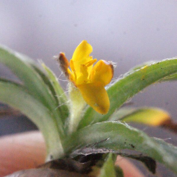 Hypoxis angustifolia Yaprak