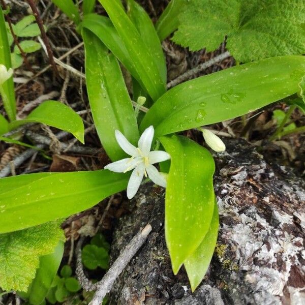 Clintonia uniflora Hábito