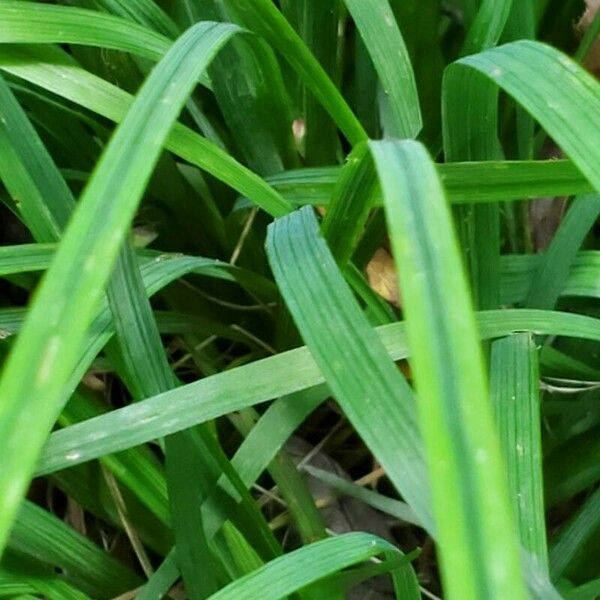 Sisyrinchium angustifolium 葉