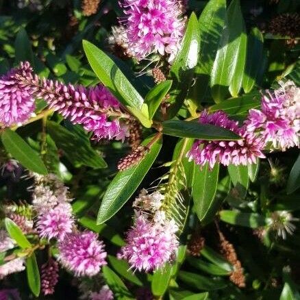 Veronica salicifolia ফুল