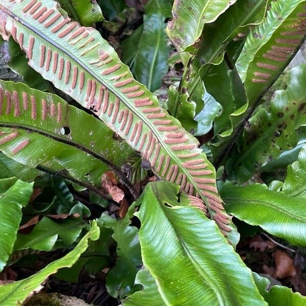 Asplenium scolopendrium Blad