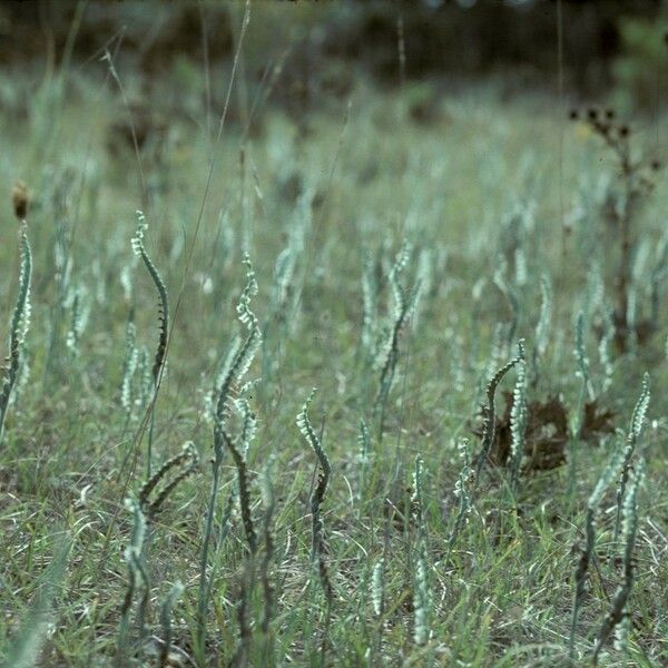 Spiranthes spiralis Hábitos