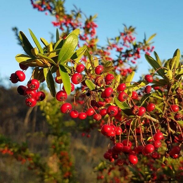 Pyracantha crenulata Fruit