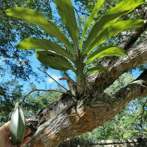 Catasetum integerrimum Habitus