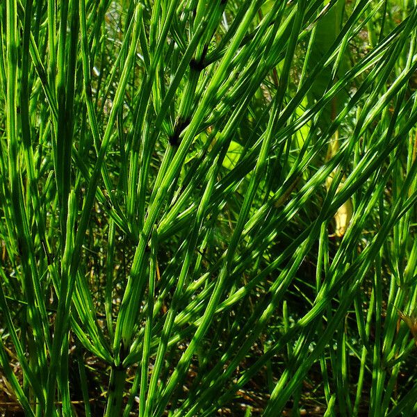 Equisetum palustre Feuille