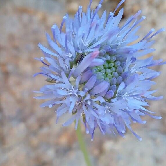 Jasione montana Blüte