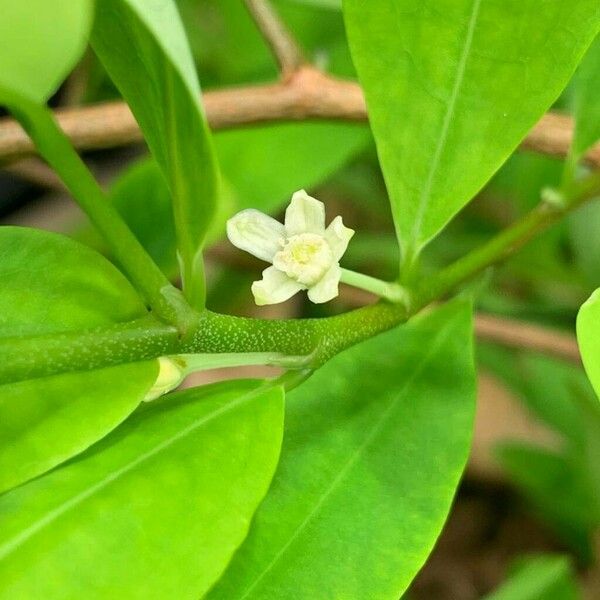 Erythroxylum coca ফুল