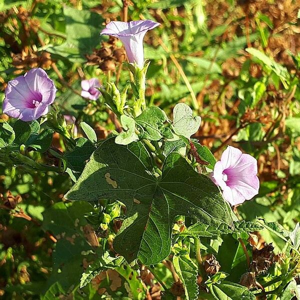 Ipomoea triloba Flower