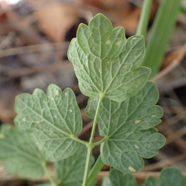 Thalictrum minus Feuille