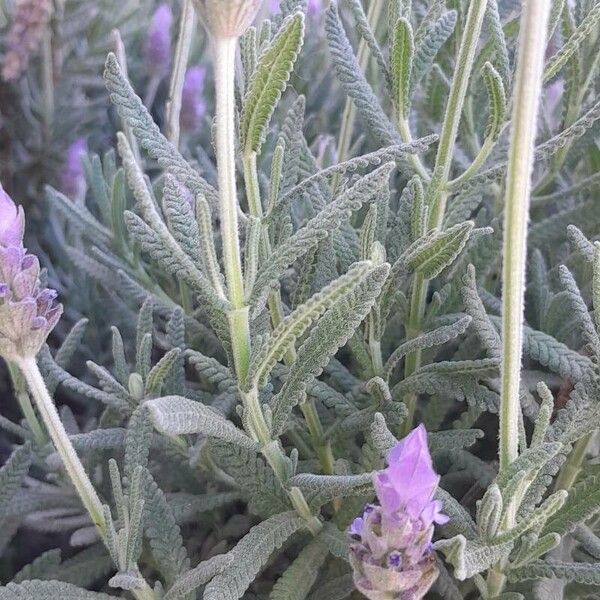 Lavandula dentata Leaf