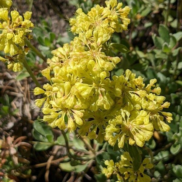 Eriogonum umbellatum Цвят