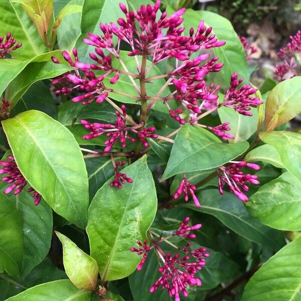 Fuchsia paniculata Blüte