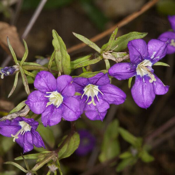 Legousia speculum-veneris Цветок