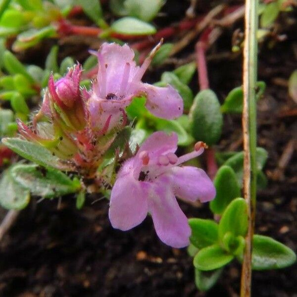 Thymus praecox Flower