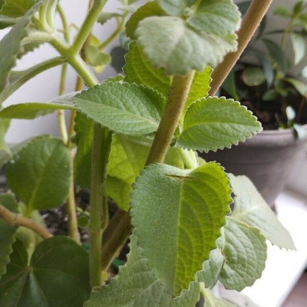 Coleus amboinicus Bark