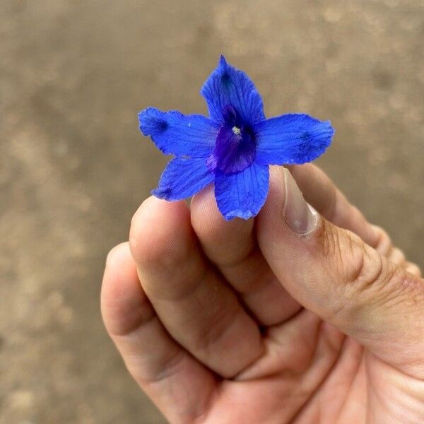 Delphinium grandiflorum Kwiat