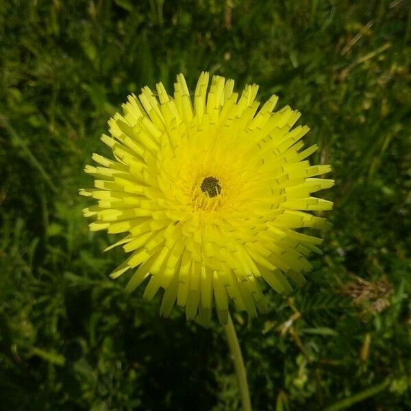 Urospermum dalechampii Flower