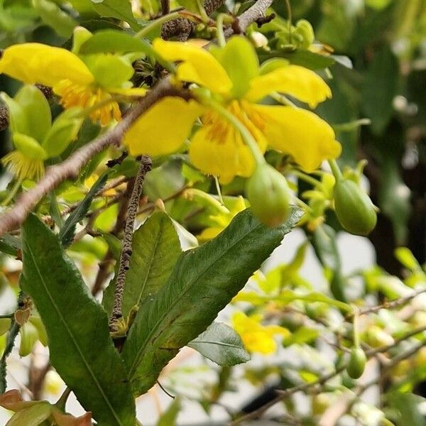 Ochna serrulata Lorea