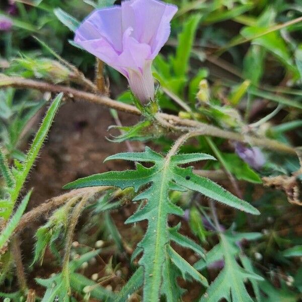 Ipomoea oenotherae Frunză