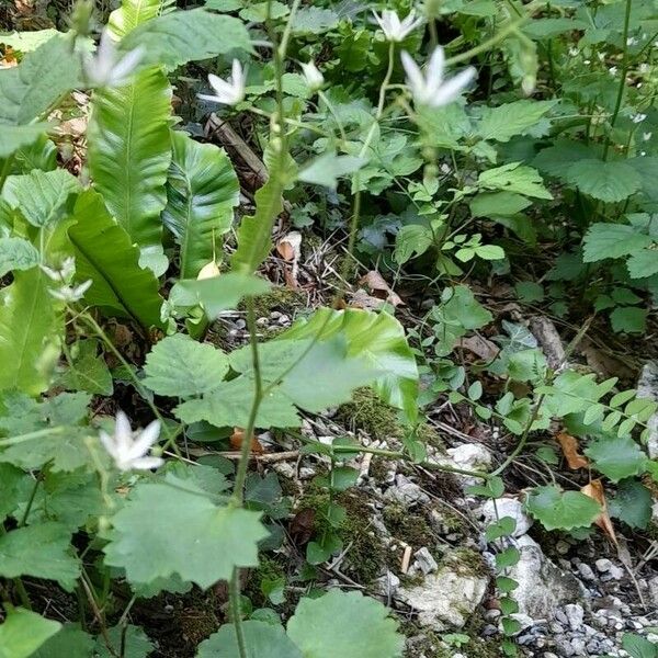 Saxifraga rotundifolia Облик