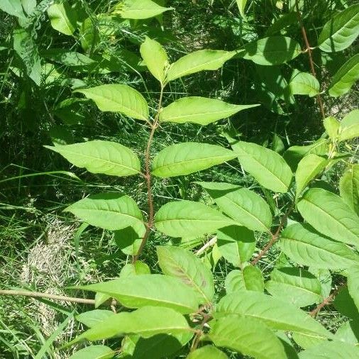 Diervilla lonicera Лист