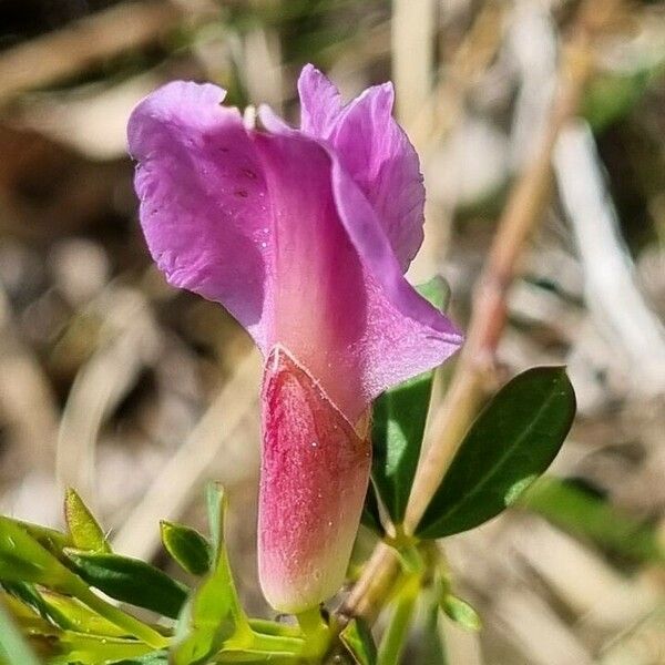 Chamaecytisus purpureus Цветок