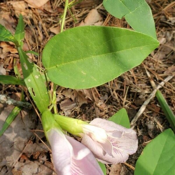 Clitoria mariana Leaf