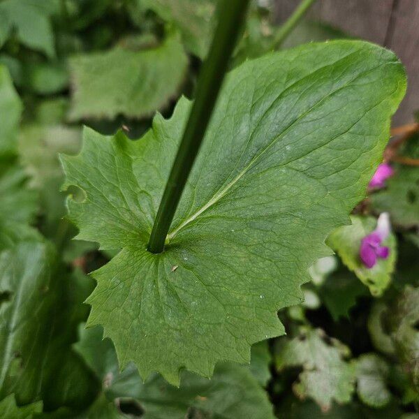 Doronicum plantagineum ഇല