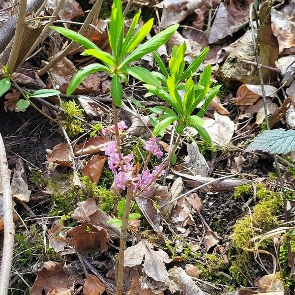 Daphne mezereum Celota