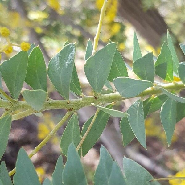 Acacia cultriformis ഇല