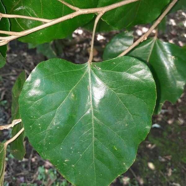 Croton guatemalensis Feuille