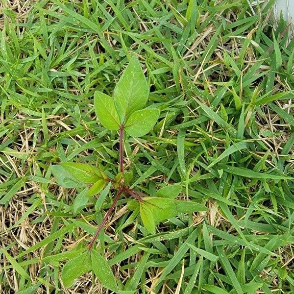 Cleome rutidosperma Листок