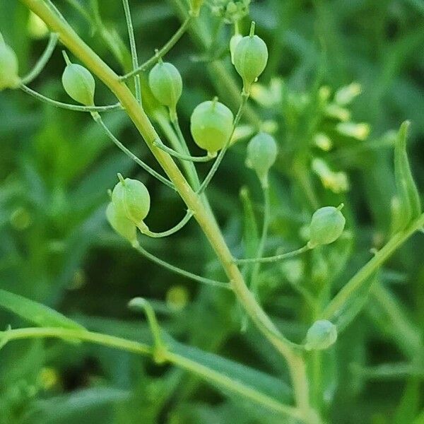 Camelina sativa Φρούτο