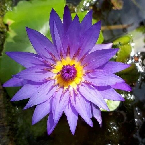 Nymphaea nouchali 花