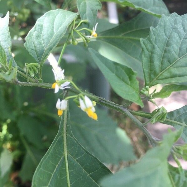 Solanum americanum Кветка
