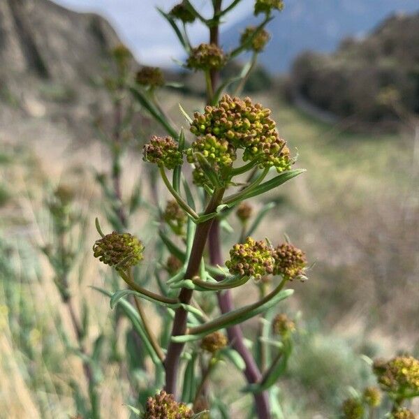 Isatis tinctoria Kvet