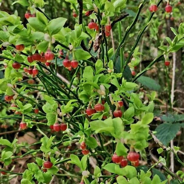 Vaccinium myrtillus Natur