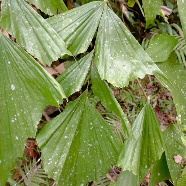 Caryota mitis ഇല