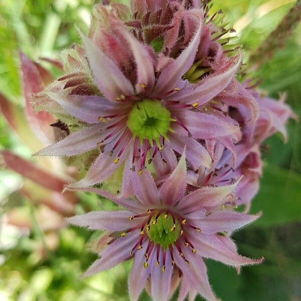 Sempervivum montanum Flor