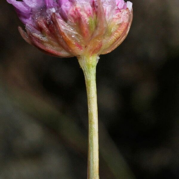 Armeria malinvaudii Квітка