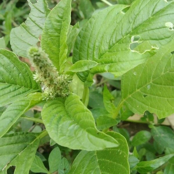 Amaranthus spinosus List