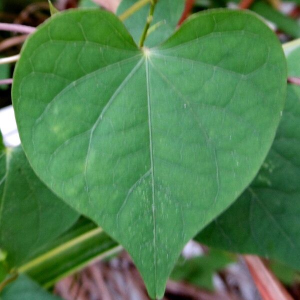 Ipomoea alba Flors