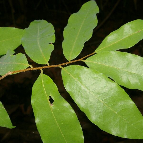 Oxandra venezuelana Leaf